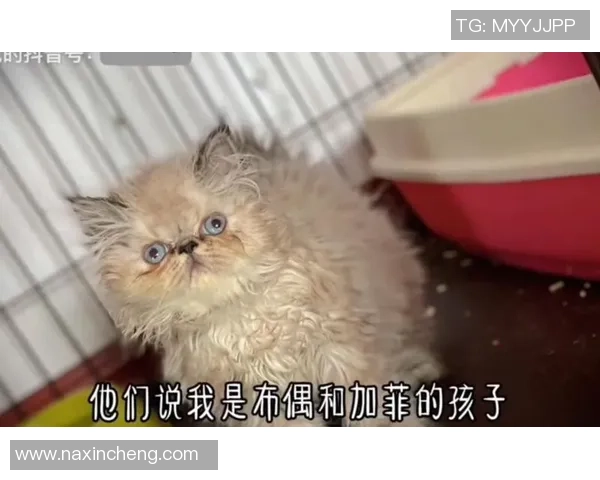 布偶足球明星盘点：那些让人难忘的可爱角色与他们的故事